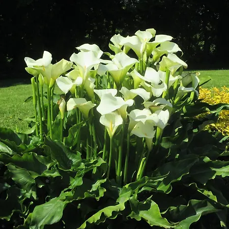 Bed & Breakfast Pk 4*